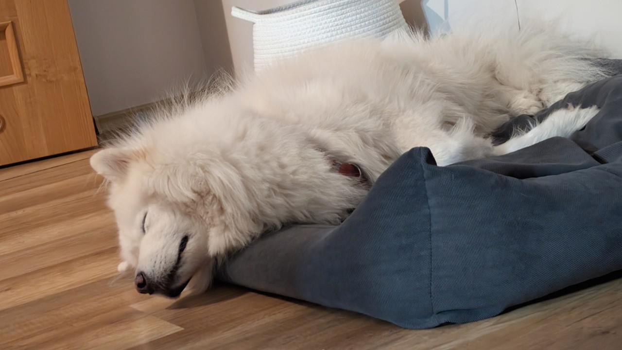 Dog boarding facility